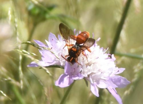 Nomada sp.